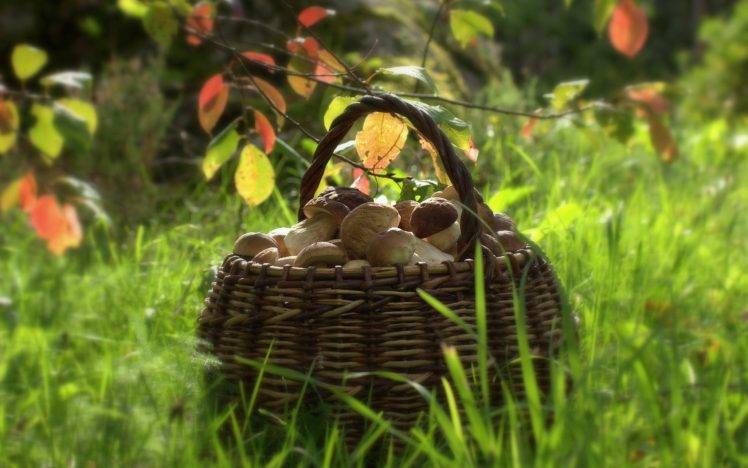food, Mushroom, Basket, Depth of field, Grass HD Wallpaper Desktop Background