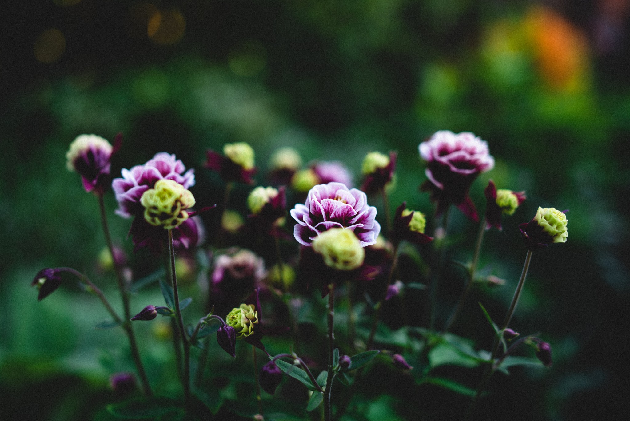 depth of field, Macro, Flowers Wallpaper