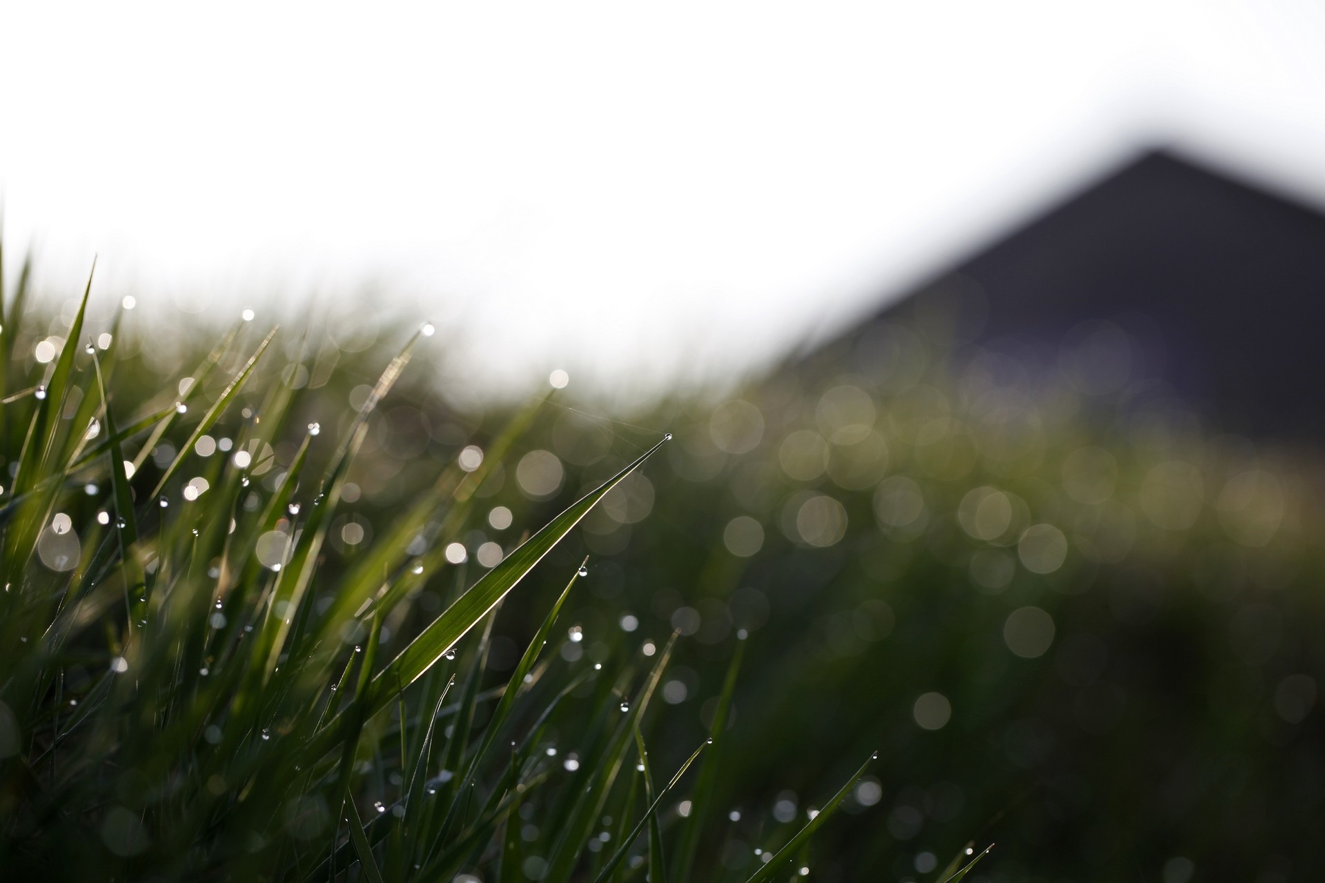 grass, Depth of field, Bokeh Wallpapers HD / Desktop and Mobile Backgrounds