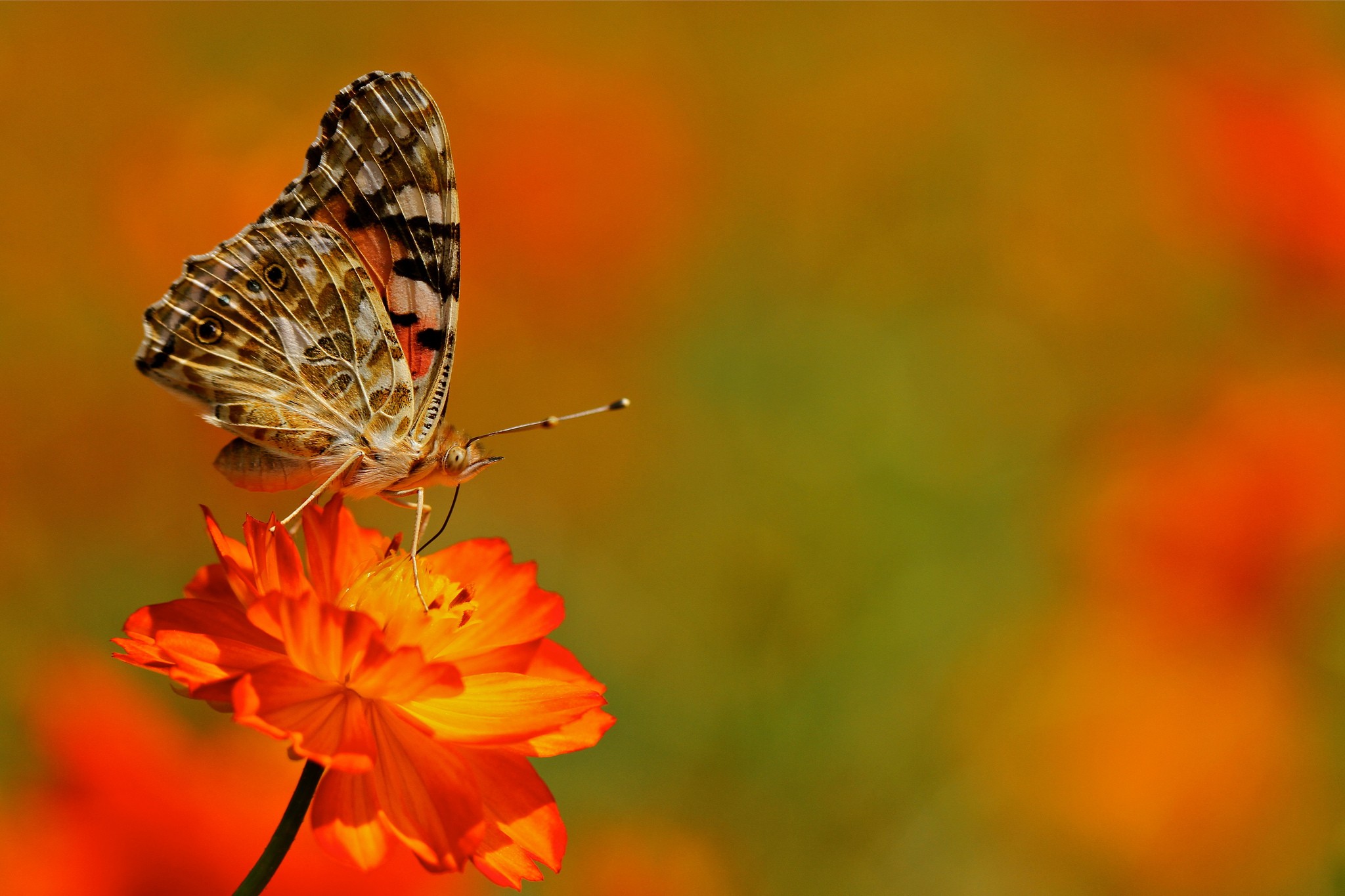 macro, Lepidoptera, Flowers Wallpaper