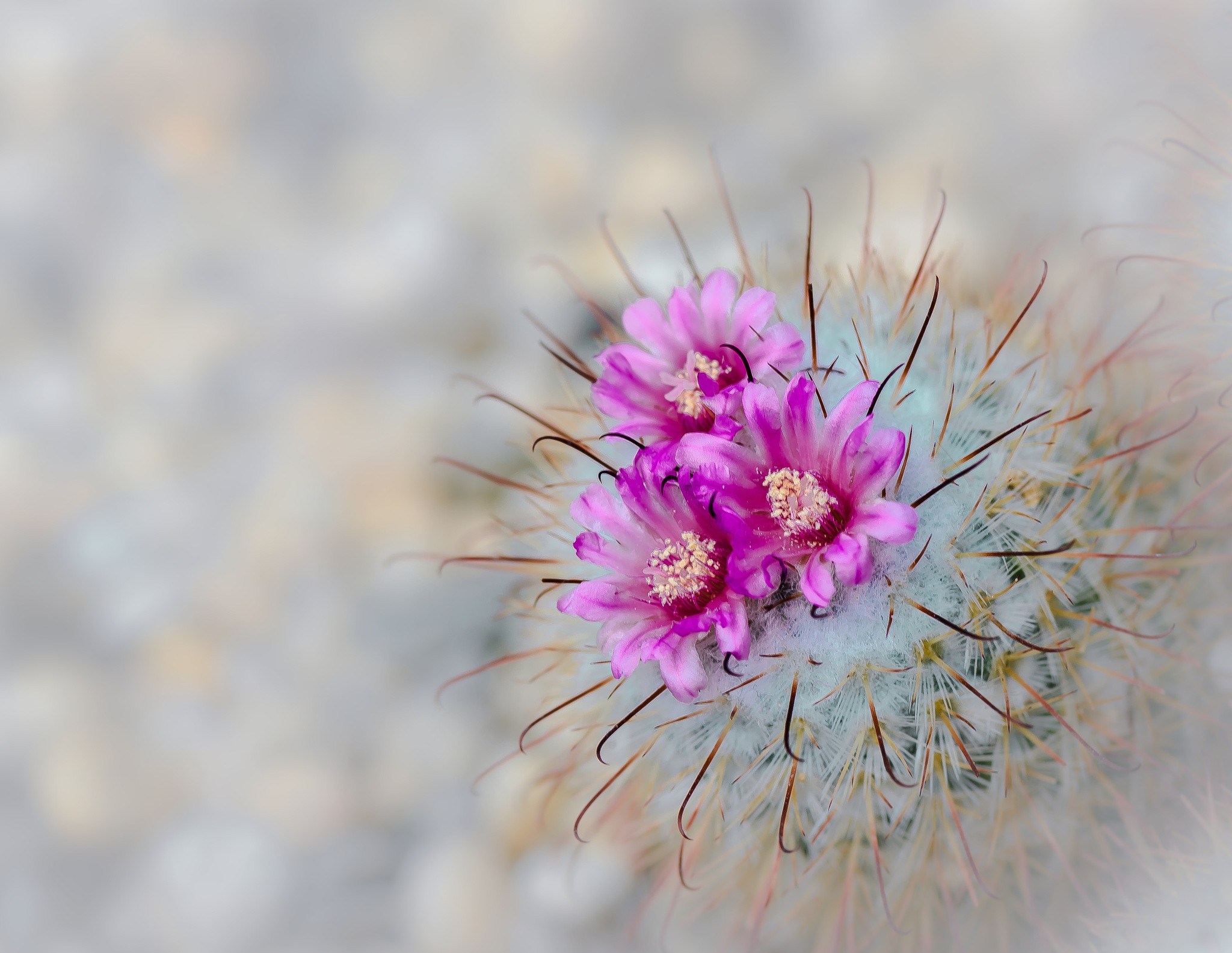 plants, Cactus, Pink flowers, Flowers Wallpaper