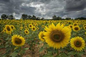 sunflowers, Flowers, Field