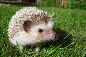 hedgehog, Grass