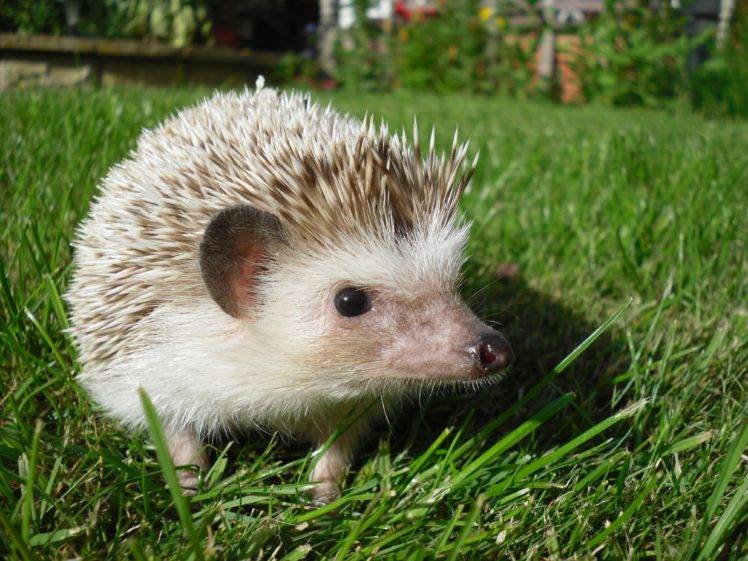hedgehog, Grass HD Wallpaper Desktop Background