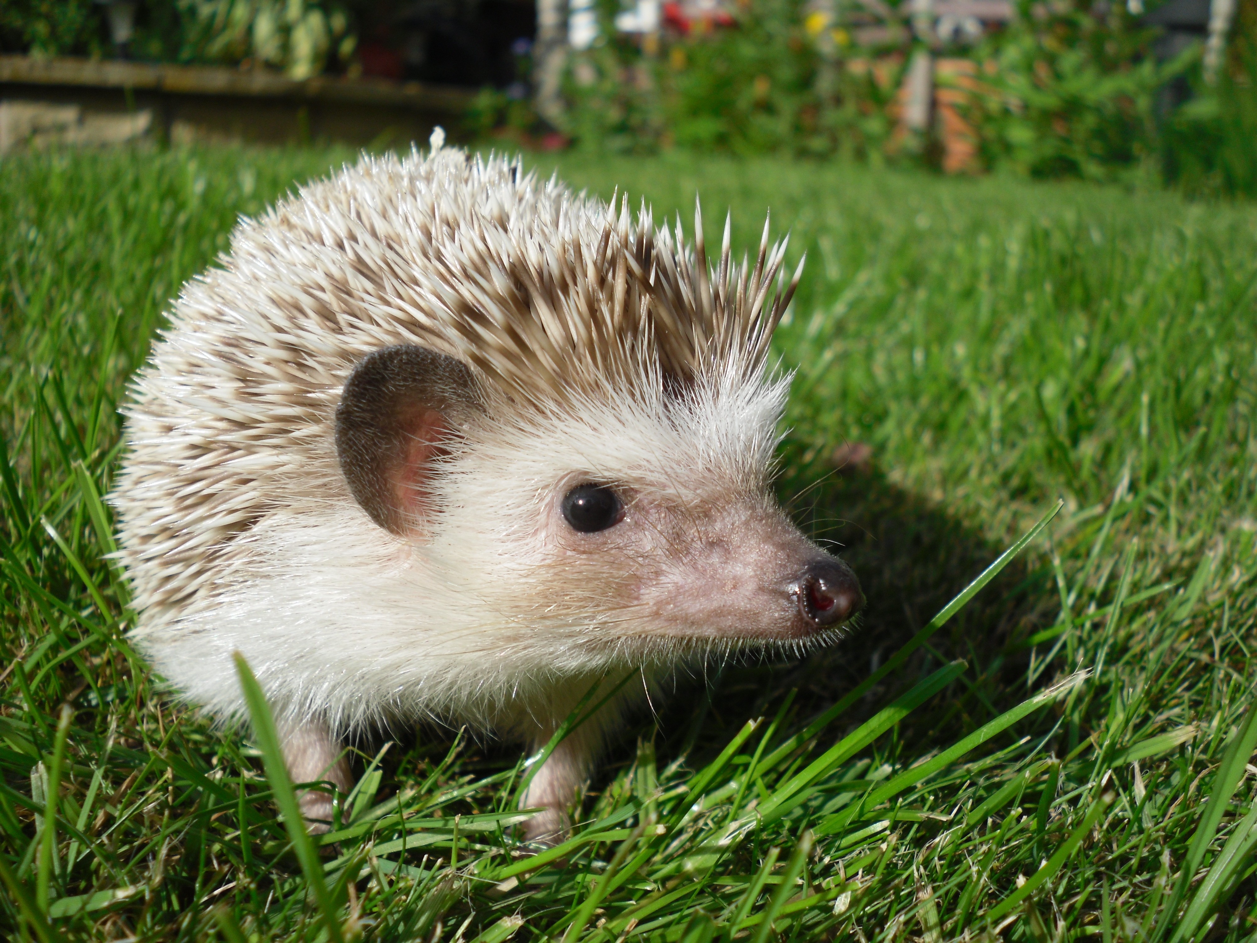 hedgehog, Grass Wallpaper