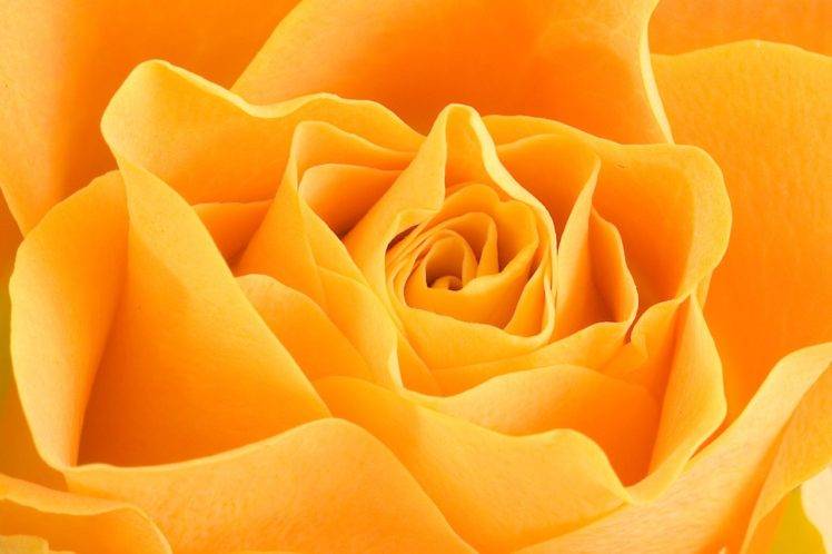 rose, Petals, Flowers, Closeup, Macro, Yellow flowers HD Wallpaper Desktop Background
