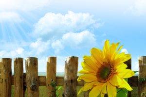 sunflowers, Flowers, Sky, Sun, Lights, Wood, Fence, Walls, Grass, Clouds