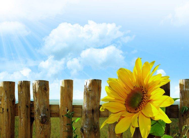 sunflowers, Flowers, Sky, Sun, Lights, Wood, Fence, Walls, Grass, Clouds HD Wallpaper Desktop Background