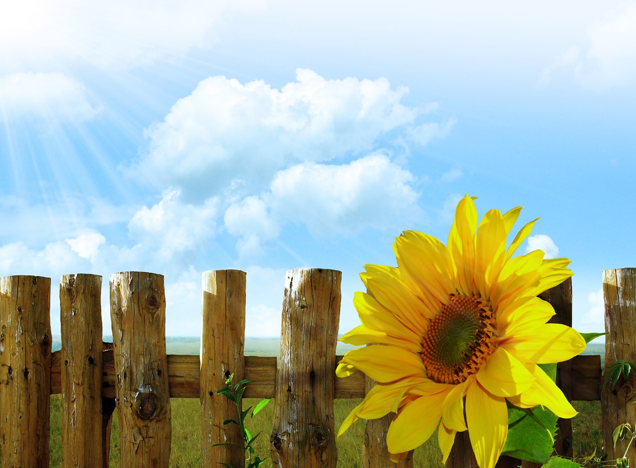 sunflowers, Flowers, Sky, Sun, Lights, Wood, Fence, Walls, Grass, Clouds Wallpaper