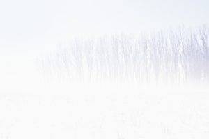 snow, Winter, Trees, White, White background