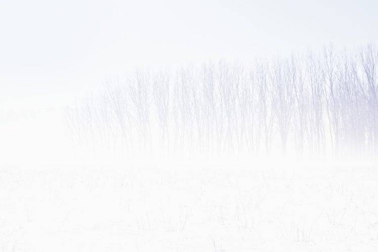 snow, Winter, Trees, White, White background HD Wallpaper Desktop Background