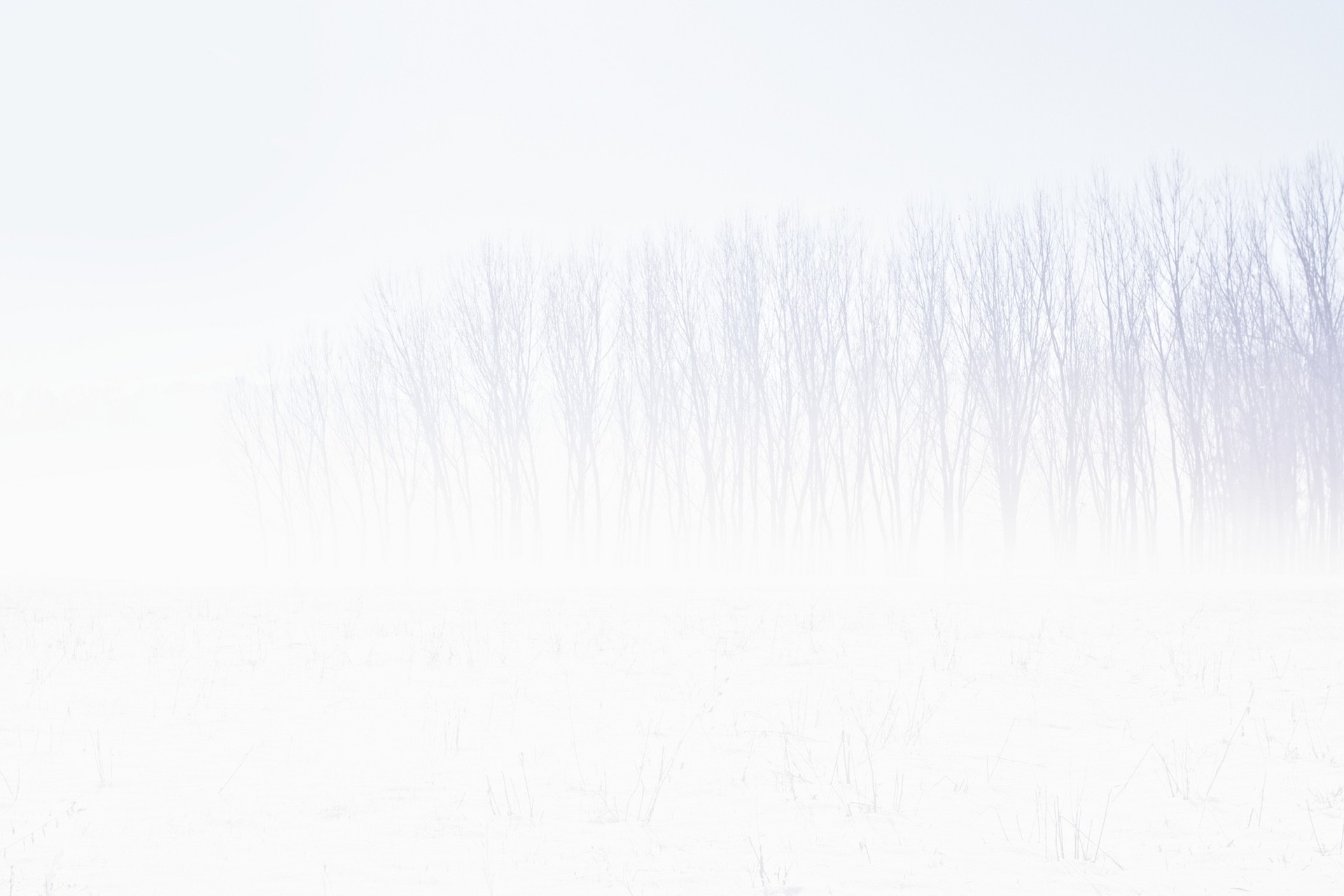 snow, Winter, Trees, White, White background Wallpaper