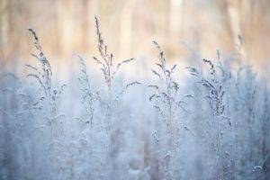 grass, Snow, Winter, Depth of field