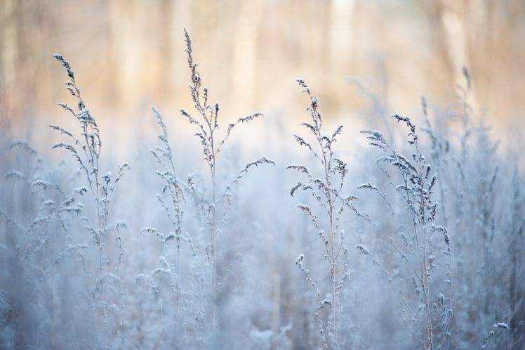 grass, Snow, Winter, Depth of field HD Wallpaper Desktop Background