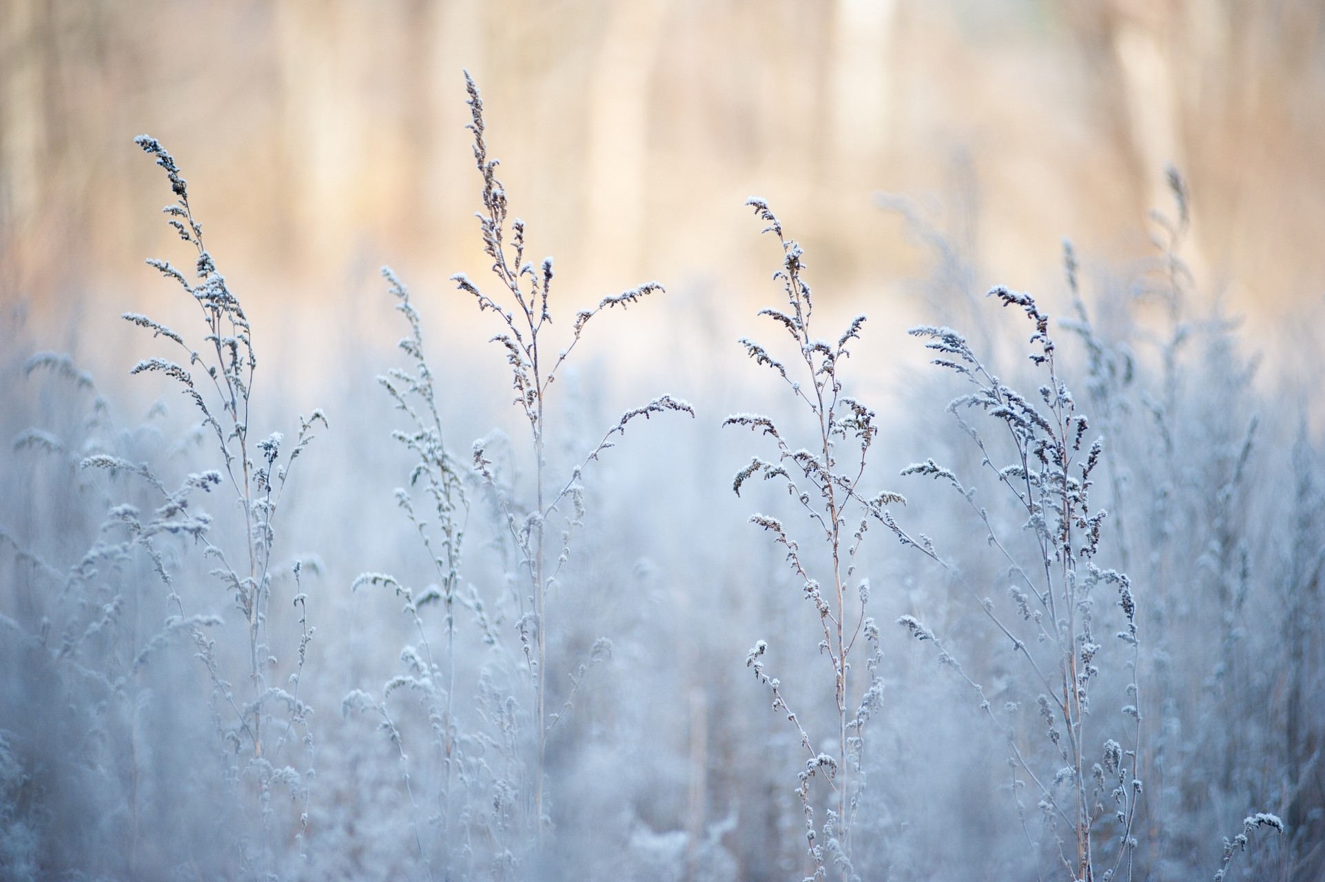 grass, Snow, Winter, Depth of field Wallpaper