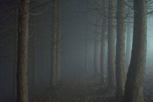 night, Mist, Forest, Trees