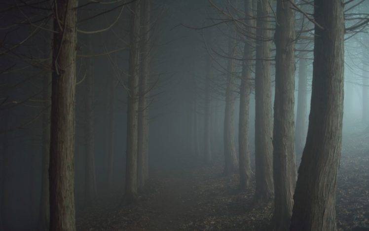 night, Mist, Forest, Trees HD Wallpaper Desktop Background