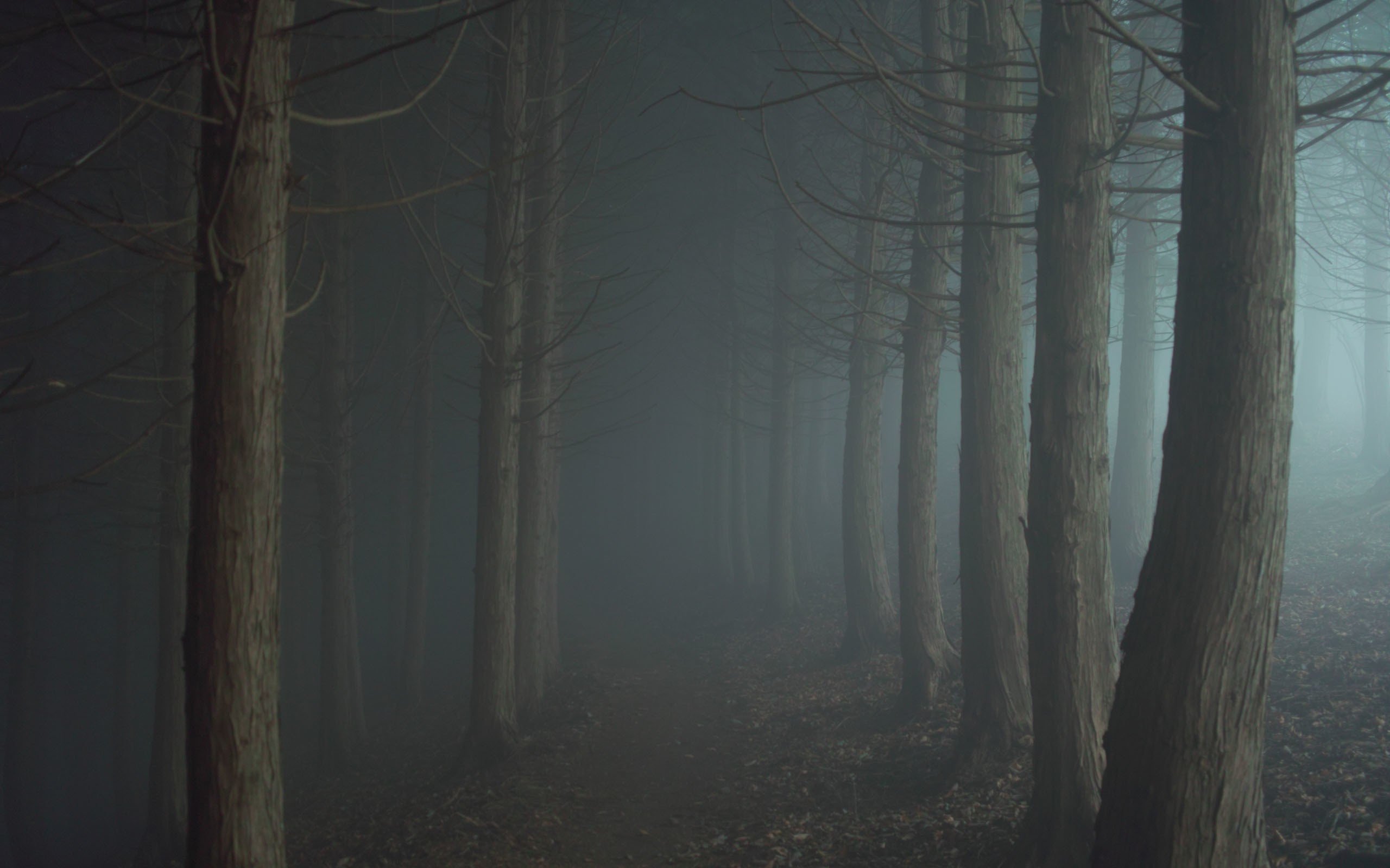 night, Mist, Forest, Trees Wallpaper