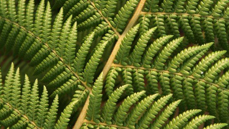 plants, Ferns, Macro HD Wallpaper Desktop Background