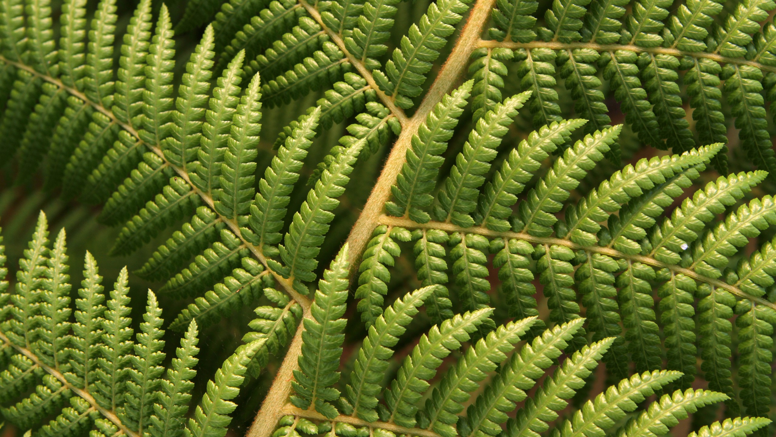 plants, Ferns, Macro Wallpaper