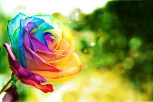 rainbows, Plants, Rose, Thorns, Colorful