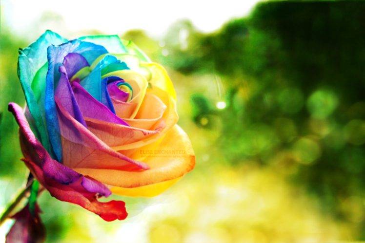 rainbows, Plants, Rose, Thorns, Colorful HD Wallpaper Desktop Background