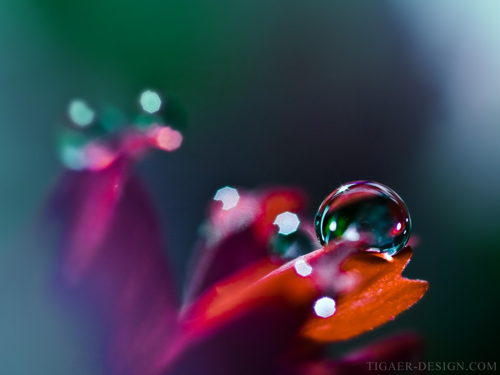 water, Water drops, Plants, Leaves Wallpaper