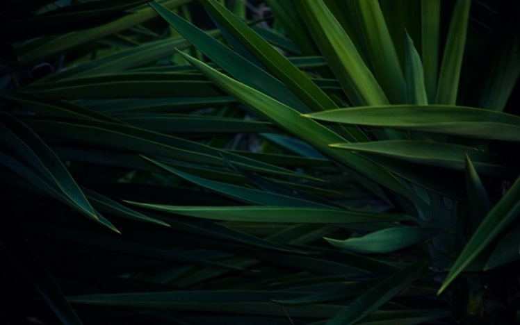 plants, Green, Nature HD Wallpaper Desktop Background