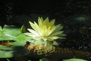 green, Water, Pond, Flowers, Water lilies, Lilies
