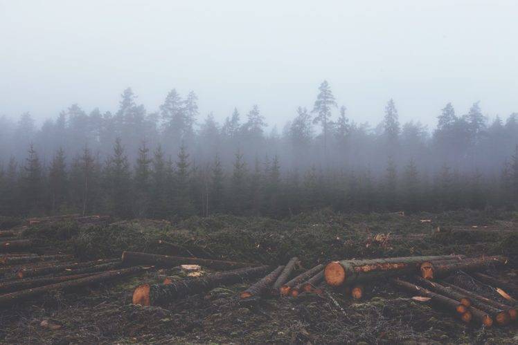 mist, Forest, Wood, Nature HD Wallpaper Desktop Background
