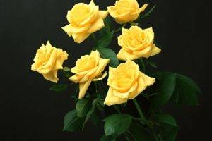 yellow flowers, Yellow roses