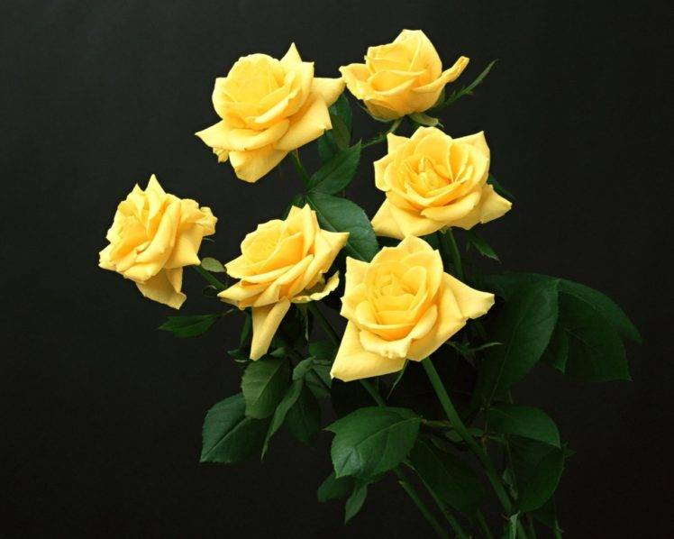 yellow flowers, Yellow roses HD Wallpaper Desktop Background