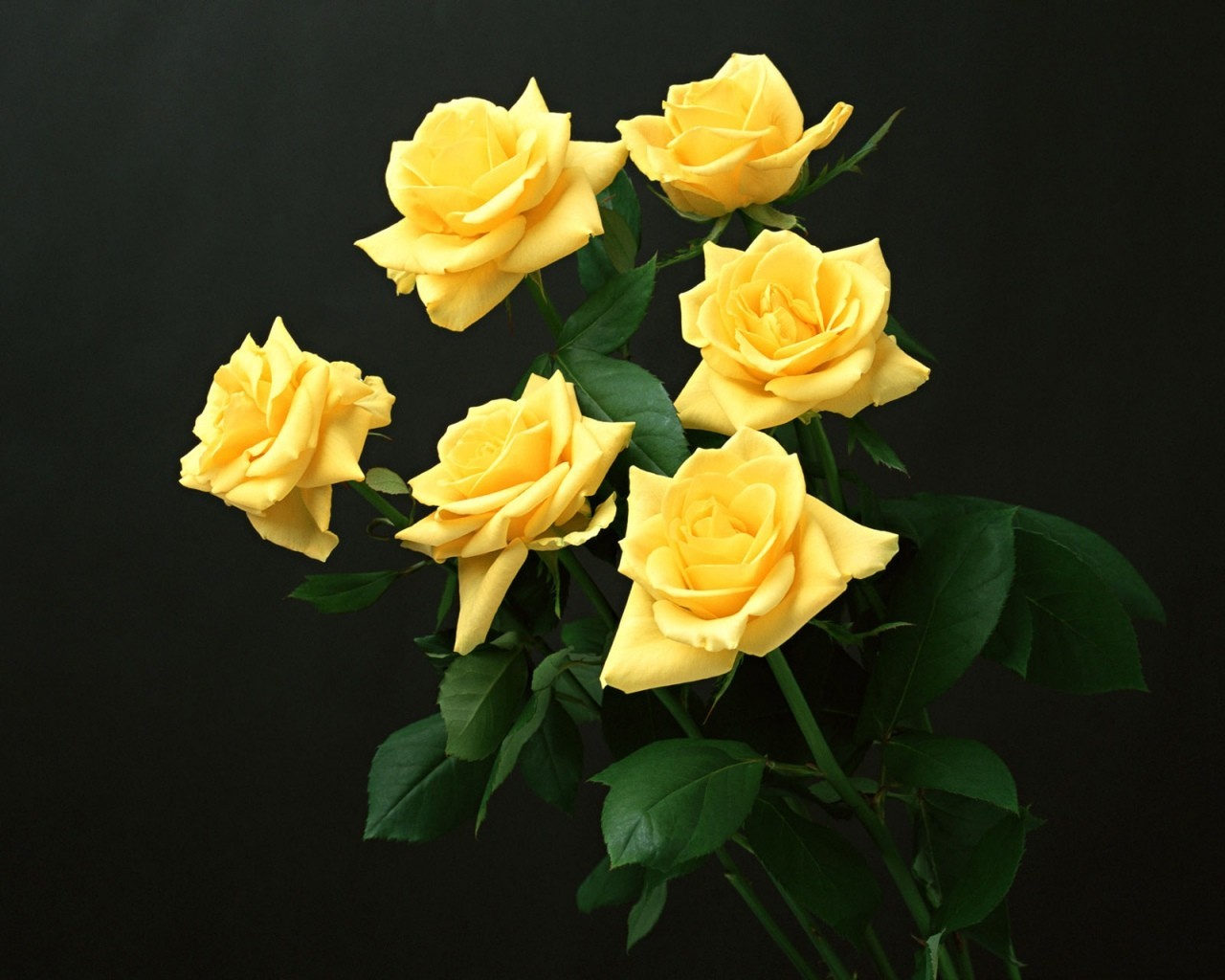yellow flowers, Yellow roses Wallpaper