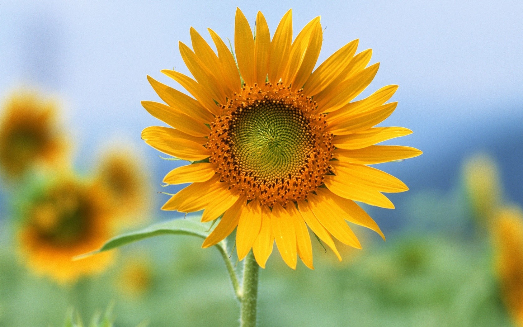 sunflowers Wallpaper