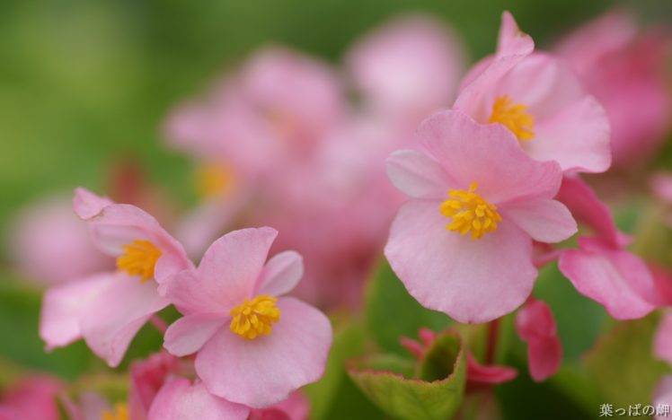 pink flowers HD Wallpaper Desktop Background