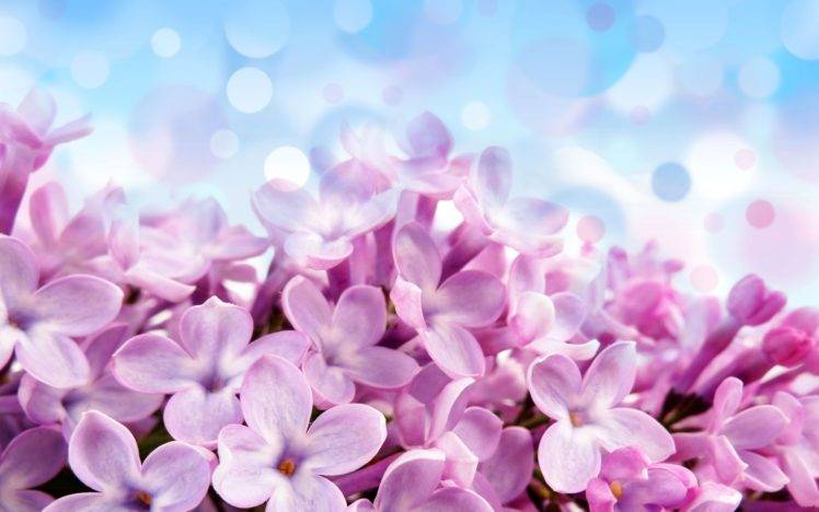 pink flowers HD Wallpaper Desktop Background
