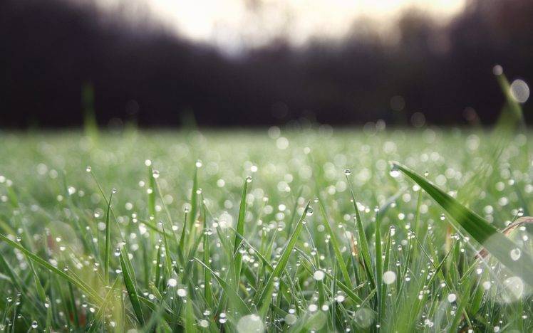 grass, Dew, Water drops HD Wallpaper Desktop Background