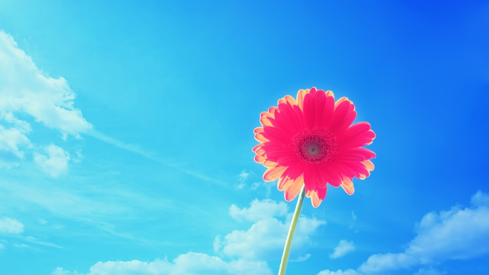 flowers, Sky Wallpapers HD / Desktop and Mobile Backgrounds