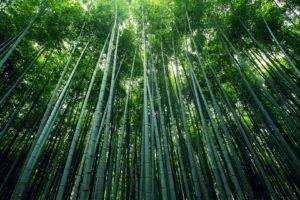 forest, Bamboo, Moso