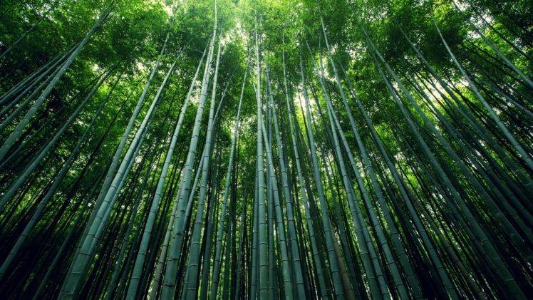 forest, Bamboo, Moso HD Wallpaper Desktop Background