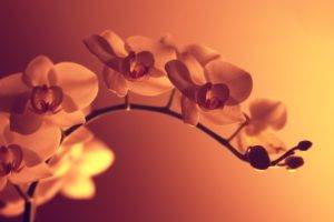 orange flowers, Macro, Artificial lights, Photography