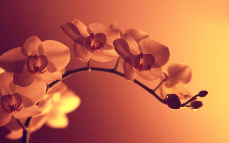 orange flowers, Macro, Artificial lights, Photography HD Wallpaper Desktop Background