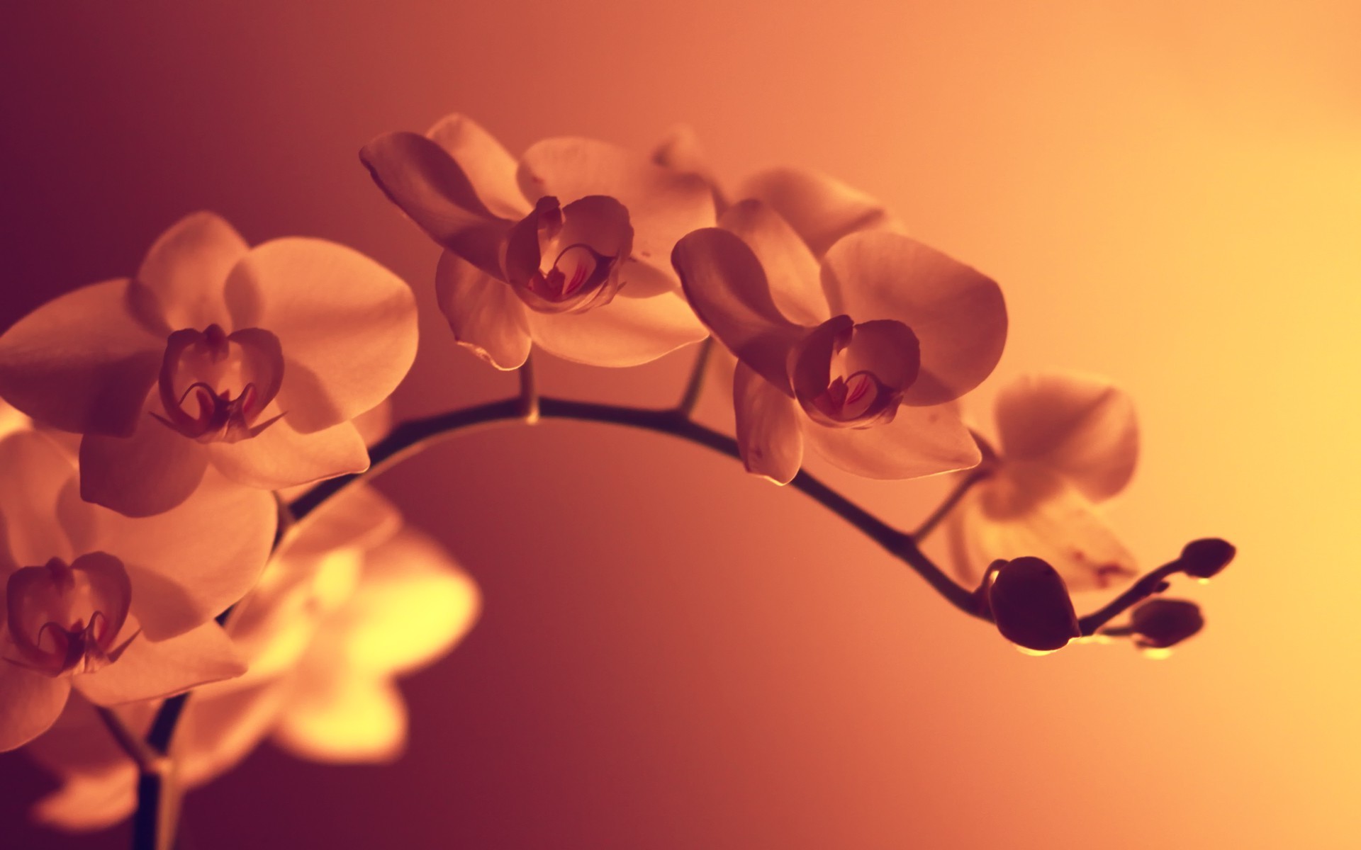 orange flowers, Macro, Artificial lights, Photography Wallpaper