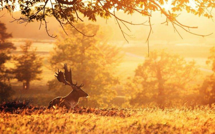sunset, Trees, Dry grass, Reindeer HD Wallpaper Desktop Background