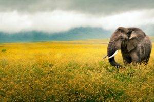 elephants, Flowers, Yellow, Clouds, Photography