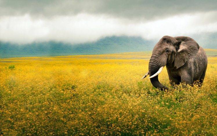 elephants, Flowers, Yellow, Clouds, Photography HD Wallpaper Desktop Background