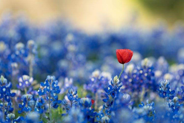 blue, Red flowers, Blue flowers, Flowers, Plants HD Wallpaper Desktop Background