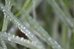 grass, Water drops, Macro