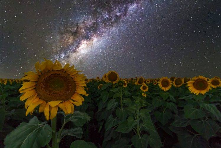 sunflowers, Australia, Night sky, Stars, Space, Galaxy, Milky Way HD Wallpaper Desktop Background