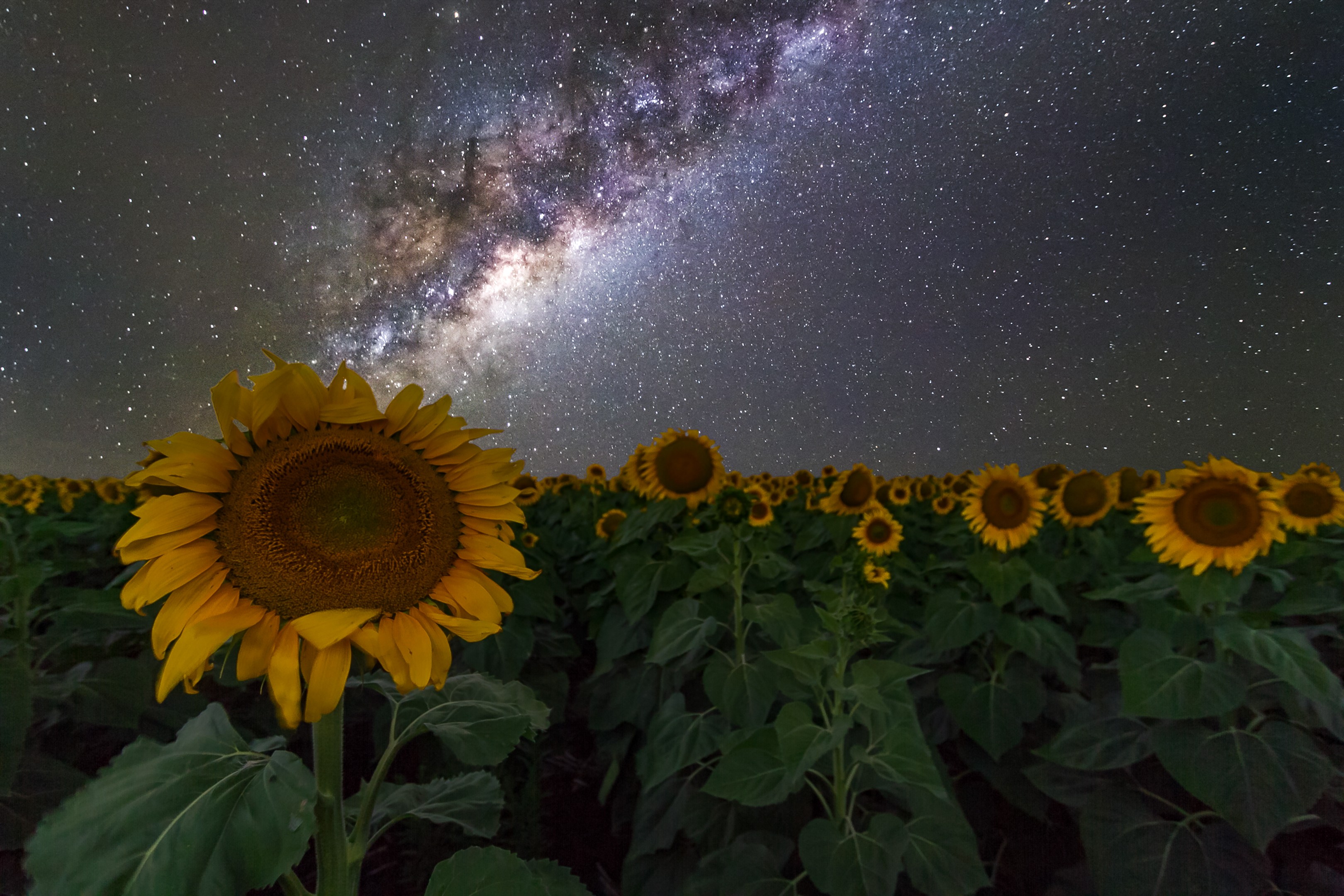 sunflowers, Australia, Night sky, Stars, Space, Galaxy, Milky Way Wallpaper